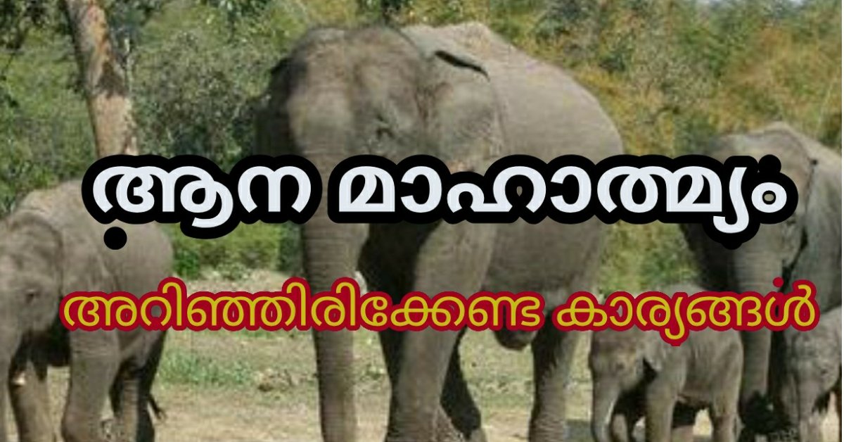 ആനെക്കാരു പകയുണ്ട്; ആനപ്പക !