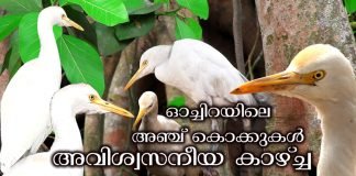 ഓച്ചിറ പരബ്രഹ്മ സന്നിദ്ധിയിലെ അഞ്ച് കൊക്കുകൾ