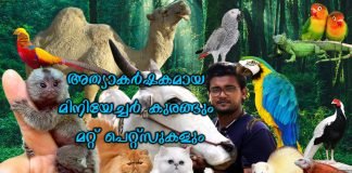 അത്യാകർഷകമായ മിനിയേച്ചർ കുരങ്ങും മറ്റ് പെറ്റ്സുകളും