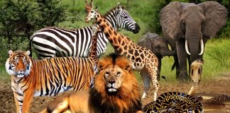 ലോകത്തിലെ ഏറ്റവും വലിയ മൃഗശാല ഇന്ത്യയിൽ
