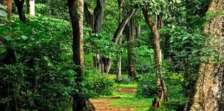 ഇടമൺ ഫോറസ്റ്റ് കോംപ്ലക്സിൻ്റെയും കുളത്തൂപ്പുഴ സ്ട്രോങ്ങ് റൂമിൻ്റെയും ഉദ്ഘാടനം 16ന്