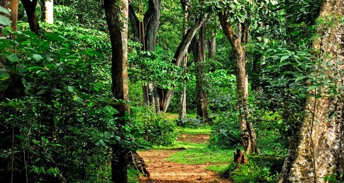 ഇടമൺ ഫോറസ്റ്റ് കോംപ്ലക്സിൻ്റെയും കുളത്തൂപ്പുഴ സ്ട്രോങ്ങ് റൂമിൻ്റെയും ഉദ്ഘാടനം 16ന്