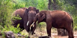 കാട്ടാനകളെ തുരത്താന്‍ മുതുമലയില്‍ നിന്നും കുങ്കിയാനകളെത്തി