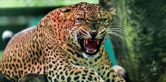 പുലി എട്ടുവയസ്സുകാരിയെ കടിച്ചുകൊന്നു