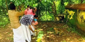 ശാസ്താംകോട്ടയിലെ വാനരന്മാര്‍ക്ക് ഭക്ഷണമത്തിച്ചു