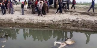 നദിക്ക് കുറുകെ വലിയ വലകെട്ടി ബിഹാര്‍