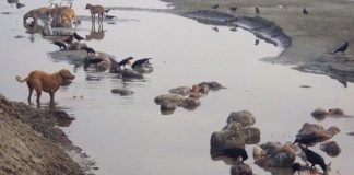 മൃതദേഹങ്ങള്‍ ഒഴുകിയെത്തിയ സംഭവം