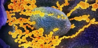 യെല്ലോ ഫംഗസ് ബാധ ; രാജ്യത്ത് സ്ഥിരീകരിച്ചു യെല്ലോ ഫംഗസ് ബാധ