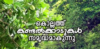 കൊല്ലത്ത് കണ്ടൽക്കാട് സംരക്ഷിക്കാൻ പദ്ധതി; പ്രാദേശ സമിതികൾ വരുന്നു കൊല്ലത്ത് കണ്ടൽക്കാട് സംരക്ഷിക്കാൻ പദ്ധതി