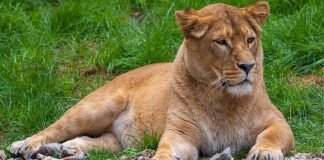 നെയ്യാർ ഡാമിലെ അവസാന സിംഹo