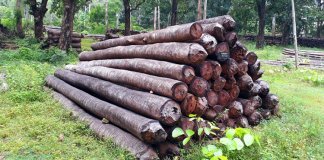 മരംവെട്ടി കടത്തിയ സംഭവത്തിൽ സിപിഐ നേതാവുൾപ്പടെ മൂന്ന് പേർക്കെതിരെ കേസെടുത്തു