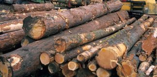 മരം മുറി കേസില്‍