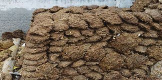 ചാണകത്തിൽനിന്നുള്ള വിഷവാതകം ശ്വസിച്ച്‌ 4 മരണം