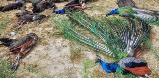 16 മയിലുകള്‍ ചത്തു