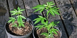 തിരുവനന്തപുരത്ത് വീട്ടിലെ ചെടിച്ചട്ടിയില്‍ കഞ്ചാവ് ചെടികള്‍ നട്ടുവളര്‍ത്തിയ യുവാവ് പിടിയില്‍. വീടിനുപുറകില്‍ ചെടിച്ചട്ടിയില്‍ നട്ടുവളര്‍ത്തിയ രണ്ട് കഞ്ചാവുചെടികളാണ് പോലീസ് കണ്ടെത്തിയത്. വട്ടിയൂര്‍ക്കാവ് കുലശേഖരം ദേവനന്ദനം വീട്ടില്‍ രതീഷിനെ (30)യാണ് എക്‌സൈസ് സംഘം അറസ്റ്റുചെയ്തത്. ഓപ്പറേഷന്‍ ലോക്ഡൗണിന്റെ ഭാഗമായി എക്‌സൈസ് സംഘവും വട്ടിയൂര്‍ക്കാവ് പോലീസും സംയുക്തമായി നടത്തിയ പരിശോധനയിലാണ് പ്രതി പിടിയിലായത്. എക്‌സൈസ് ഇന്‍സ്‌പെക്ടര്‍ വി.ജി.സുനില്‍കുമാര്‍, ജൂനിയര്‍ എസ്.ഐ. അഭിഷേക്, പ്രിവന്റീവ് ഓഫീസര്‍മാരായ പത്മകുമാര്‍, അനില്‍കുമാര്‍ എന്നിവരുടെ നേതൃത്വത്തിലാണ് പ്രതിയെ പിടികൂടിയത്.