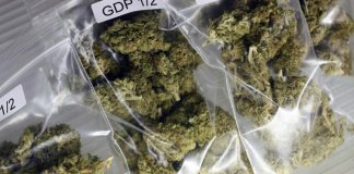 ഒന്നേകാല്‍ കോടിയുടെ കഞ്ചാവ് പോലീസ് പിടിച്ചു