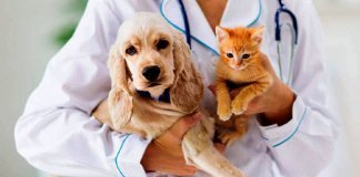 മൃഗങ്ങളെ വീട്ടിൽ വളര്‍ത്തണമെങ്കിൽ ലൈസന്‍സ് നിർബന്ധം