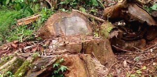 മുട്ടില്‍ മരം മുറി കേസ്