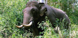 കാട്ടാനയുടെ ആക്രമണത്തിൽ ഗുരുതര പരിക്ക്