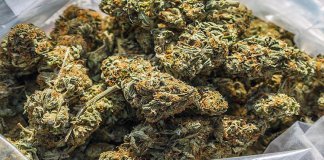 132 കിലോ കഞ്ചാവുമായി രണ്ട് യുവാക്കള്‍ പിടിയില്‍