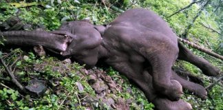 ആനകള്‍ ഷോക്കേറ്റ് ചരിഞ്ഞു