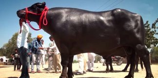 21 കോടി വിലമതിക്കുന്ന സുല്‍ത്താന്‍ ജോട്ടെ കുഴഞ്ഞുവീണു മരിച്ചു