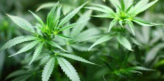 വീടിനു മുന്നിൽ കഞ്ചാവ് ചെടി വളര്‍ത്തി