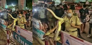 പെരുമ്പാമ്പ് കയറി കൊച്ചി മെട്രോ സ്‌റ്റേഷനില്‍