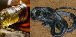 മദ്യത്തിന് ടച്ചിങ്‌സ് ചുട്ട പാമ്പ്