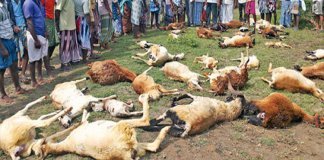 ലോറി കയറി 50 ആടുകള്‍ ചത്തു