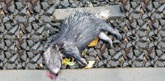 മുള്ളൻ പന്നികളെ ചത്തനിലയിൽ കണ്ടെത്തി