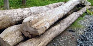 വന്‍ ചന്ദനക്കടത്ത് തൃശൂരില്‍