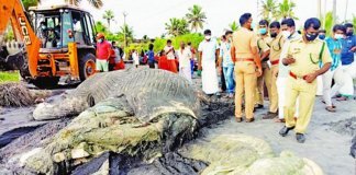തിമിംഗലത്തിന്റെ ശരീരവശിഷ്‌ടങ്ങൾ തീരത്തടിഞ്ഞു