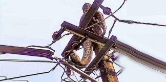 വൈദ്യുതി തൂണിൽ കയറിയ പെരുമ്പാമ്പ് ഷോക്കടിച്ച് ചത്തു