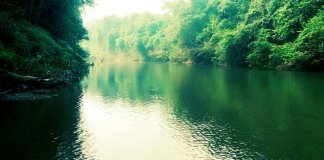 ശക്തമായ മഴയിൽ അച്ചൻകോവിലാർ കരകവിഞ്ഞു ശക്തമായ മഴയിൽ അച്ചൻകോവിലാർ കരകവിഞ്ഞു