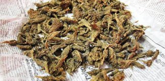 ഫ്ലാറ്റ് കേന്ദ്രീകരിച്ച് കഞ്ചാവ് വിൽപ്പന നടത്തിയ രണ്ട് പേർ പിടിയിൽ ; തോക്കും ആയുധങ്ങളും കണ്ടെത്തി