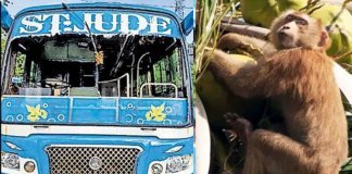 ഓടിക്കൊണ്ടിരുന്ന ബസിലേക്ക് കുരങ്ങ് തേങ്ങയെറിഞ്ഞു ; മൂന്ന് യാത്രക്കാർക്ക് പരുക്കേറ്റു