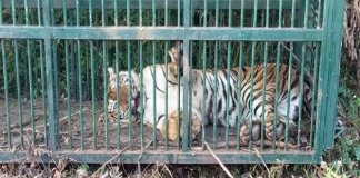 തമിഴ്‌നാട്ടില്‍ നാല് മനുഷ്യരെ കൊന്ന കടുവ പിടിയില്‍