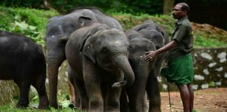 ആനപുനരധിവാസ കേന്ദ്രത്തില്‍ സന്ദര്‍ശകര്‍ക്ക് പ്രവേശനം ; ഒക്ടോബര്‍ 14 മുതല്‍