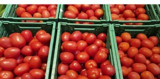 10 ടണ്‍ തക്കാളിയെത്തിച്ചു