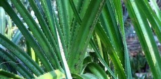 തഴപ്പായ് വ്യവസായം ജില്ലയ്ക്ക് അന്യമാകുന്നു