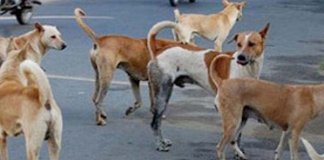 തെരുവ് നായ്ക്കളുടെ ശരീരത്തില്‍ വെടിയുണ്ടകള്‍