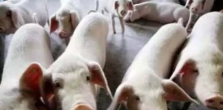 തവിഞ്ഞാൽ ഫാമിലെ പന്നികളെ കൊന്നൊടുക്കാനുള്ള നടപടികൾ തുടങ്ങി