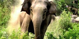 അട്ടപ്പാടിയിൽ കാട്ടാന യുവതിയെ ചവിട്ടിക്കൊന്നു