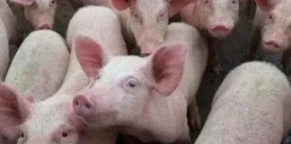 ആഫ്രിക്കൻ പന്നിപ്പനി