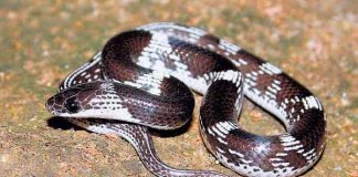 വിദ്യാര്‍ഥിനിയുടെ ശരിരത്ത് പാമ്പു ചുറ്റി