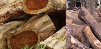 മുട്ടില് മരംമുറി കേസില് സ്പെഷ്യല് വില്ലേജ് ഓഫീസര് അറസ്റ്റില്; ഹൈക്കോടതി നിര്ദ്ദേശത്തെ തുടർന്ന് വില്ലേജ് ഓഫീസര് അറസ്റ്റില്