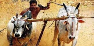 ജില്ലാ കളക്ടറുടെ ഉത്തരവ് ലംഘിച്ച് നടത്താൻ ശ്രമിച്ച മരമടി മത്സരം തടഞ്ഞു