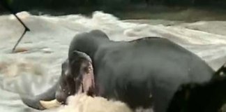 ഒഴുക്കില്‍പ്പെട്ട് തുരുത്തില്‍ കയറിയ ആന