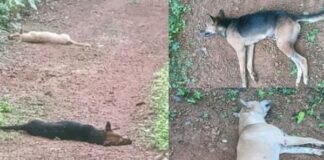 പന്ത്രണ്ട് തെരുവ് നായകളെ ചത്തനിലയിൽ